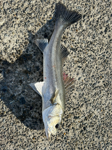 スズキの釣果