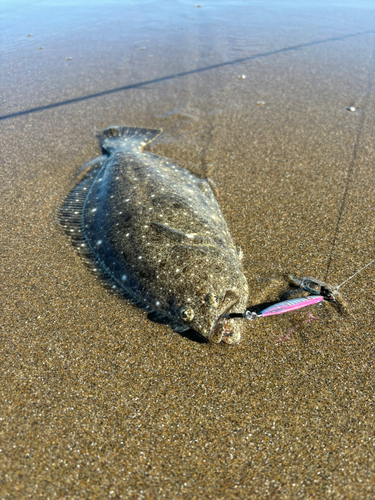 ヒラメの釣果