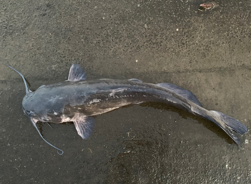 アメリカナマズの釣果