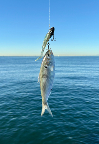 コノシロの釣果