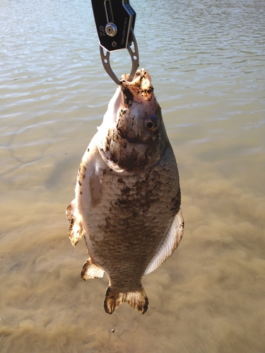 フナの釣果