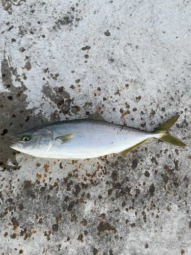 イナダの釣果