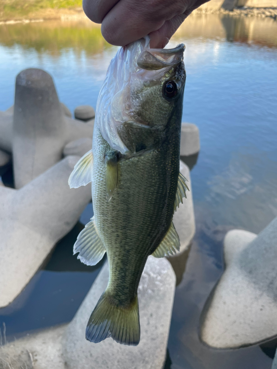 DAIWA 22ハートランド 772ML+FS-22の最安値・インプレ・釣果 DAIWA 22ハートランド 772ML+FS-22の最安値・インプレ・釣果