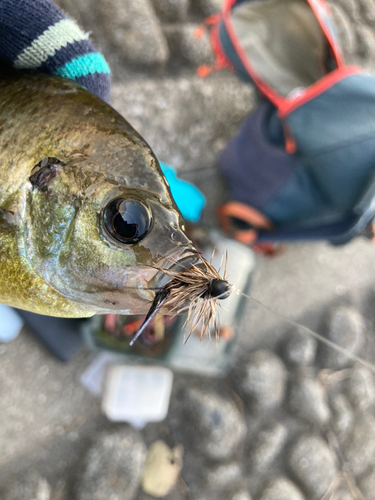 ブルーギルの釣果