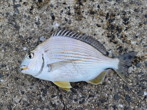 ヘダイの釣果