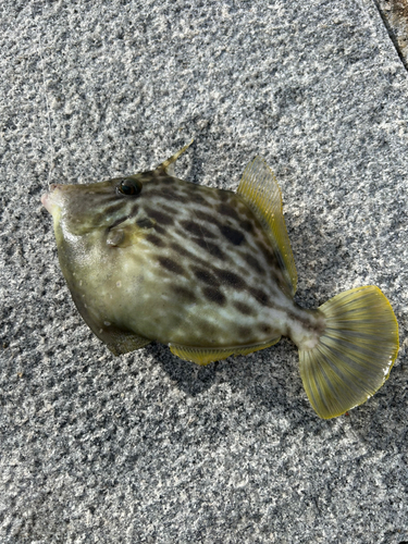 豊島（広島）