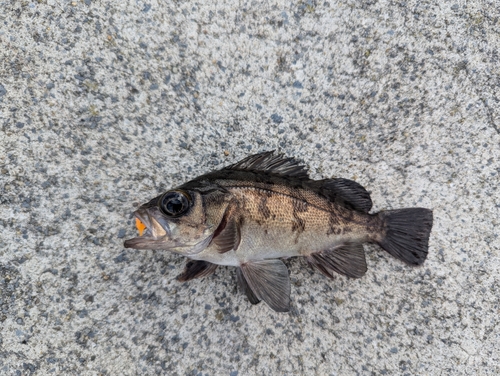 シロメバルの釣果