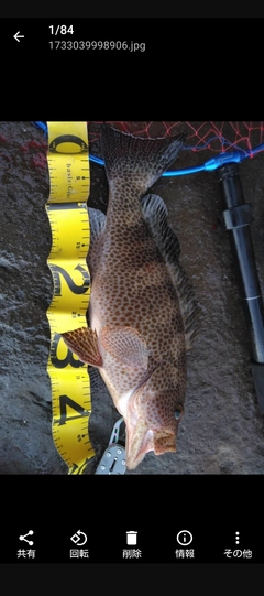 オオモンハタの釣果