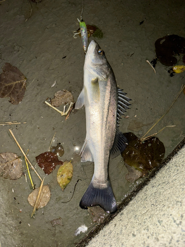 セイゴ（タイリクスズキ）の釣果