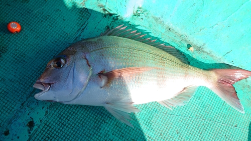 マダイの釣果