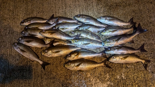 イサキの釣果