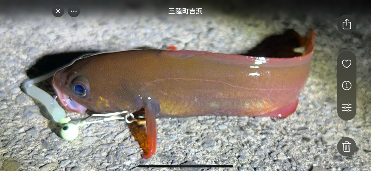 エゾイソアイナメ