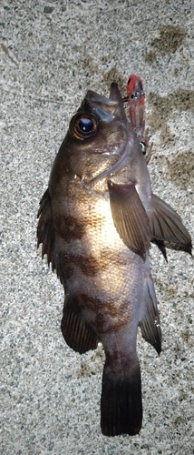 シロメバルの釣果