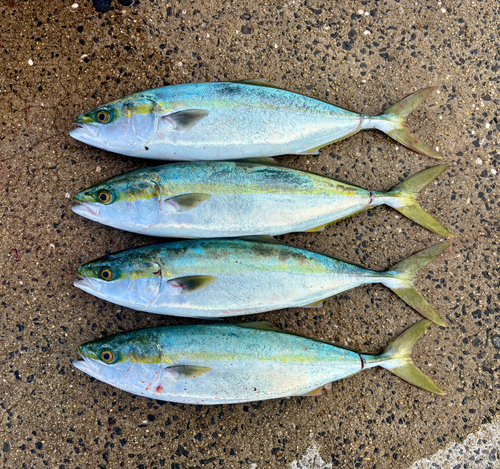 ワラサの釣果