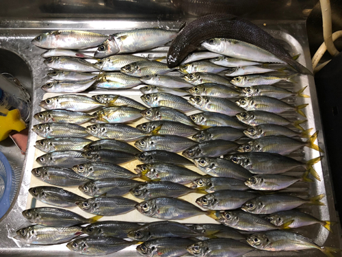 アジの釣果