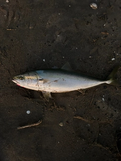 ワラサの釣果