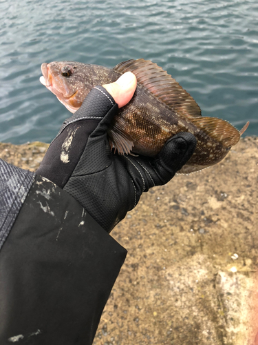 アイナメの釣果