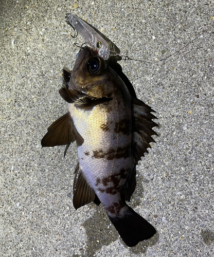 メバルの釣果