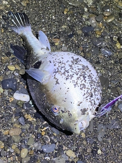 クサフグの釣果