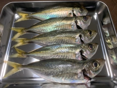 アジの釣果