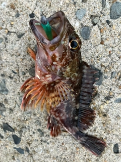 カサゴの釣果