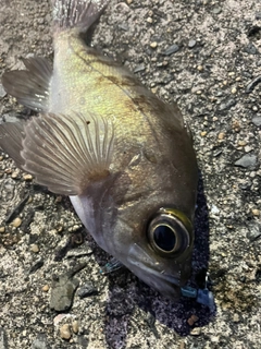 メバルの釣果