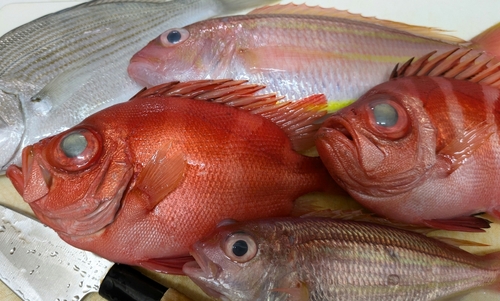 キントキダイの釣果