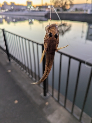 マハゼの釣果