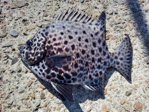 イシガキダイの釣果