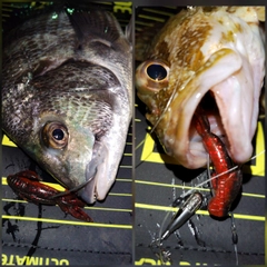クロダイの釣果