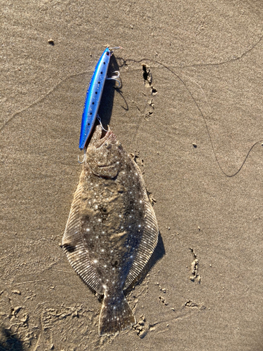 ソゲの釣果