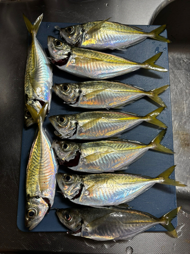 アジの釣果