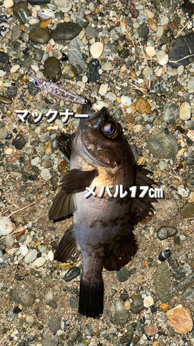 メバルの釣果