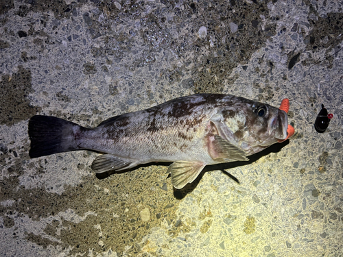 クロソイの釣果