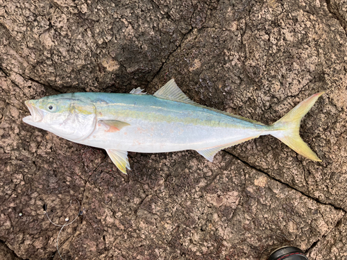 ヤズの釣果