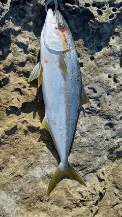 ヒラマサの釣果