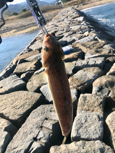 エソの釣果