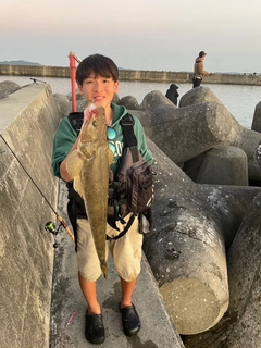 ミナミマゴチの釣果