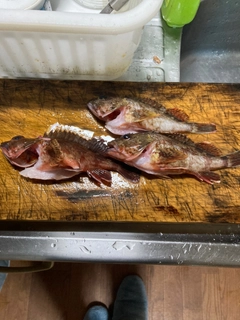 カサゴの釣果