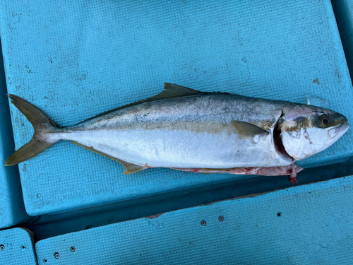 ヒラマサの釣果