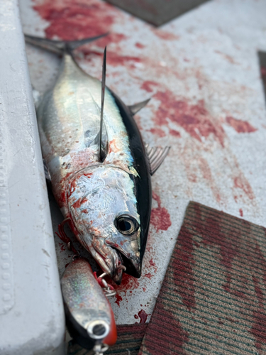 コシナガマグロの釣果