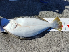 ヒラメの釣果