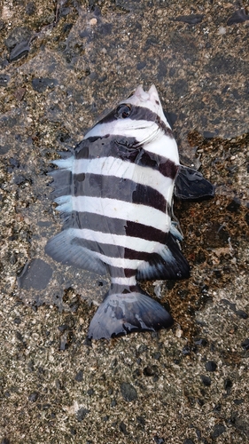 イシダイの釣果