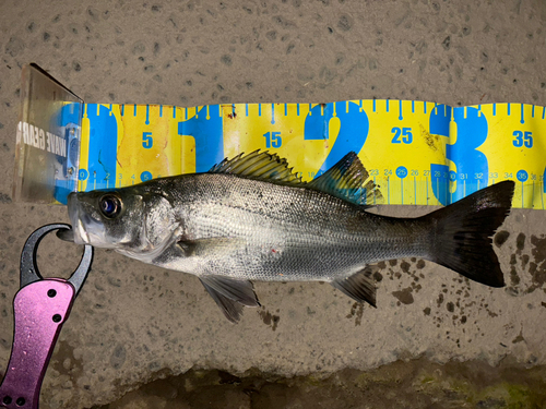 シーバスの釣果