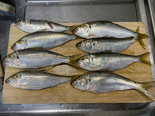 コノシロの釣果