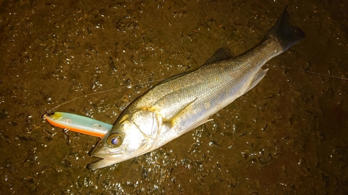 セイゴ（マルスズキ）の釣果