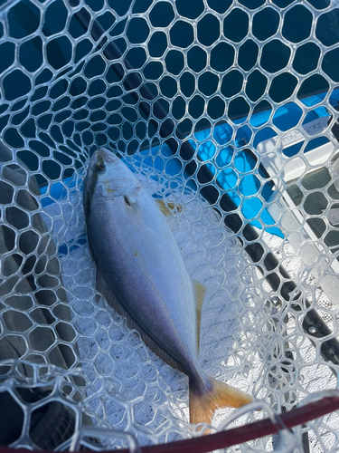 ショゴの釣果