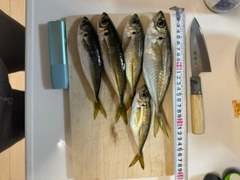 マアジの釣果