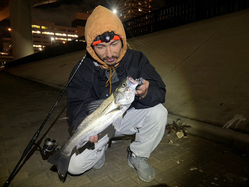 フッコ（マルスズキ）の釣果