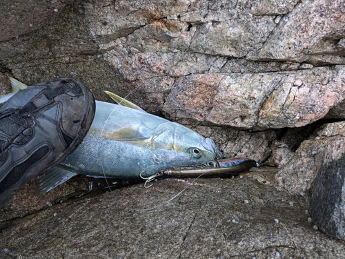 ヒラマサの釣果